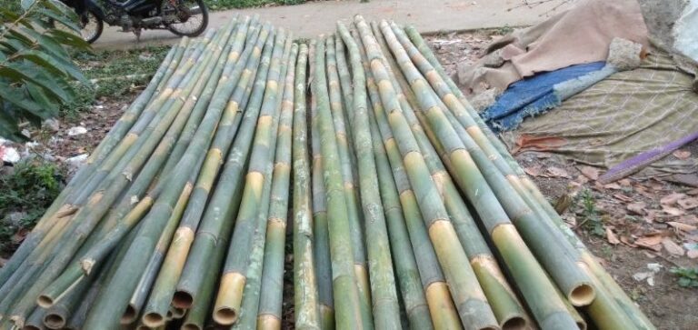 √ Harga Bambu Per Batang Sesuai Jenis And Ukuran 2024 7704