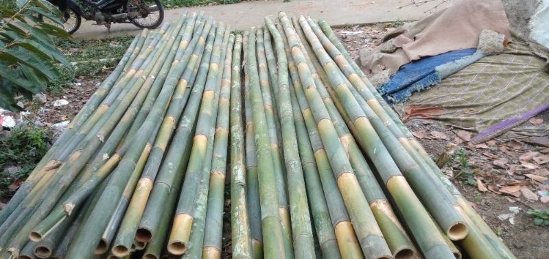 Daftar Harga Bambu Per Batang