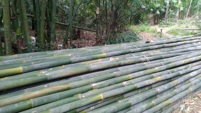 Jenis-Jenis Bambu yang Ada di Indonesia