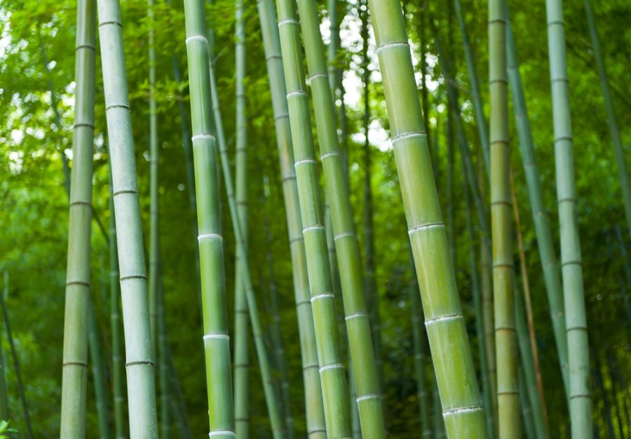 Kelebihan Material Bambu