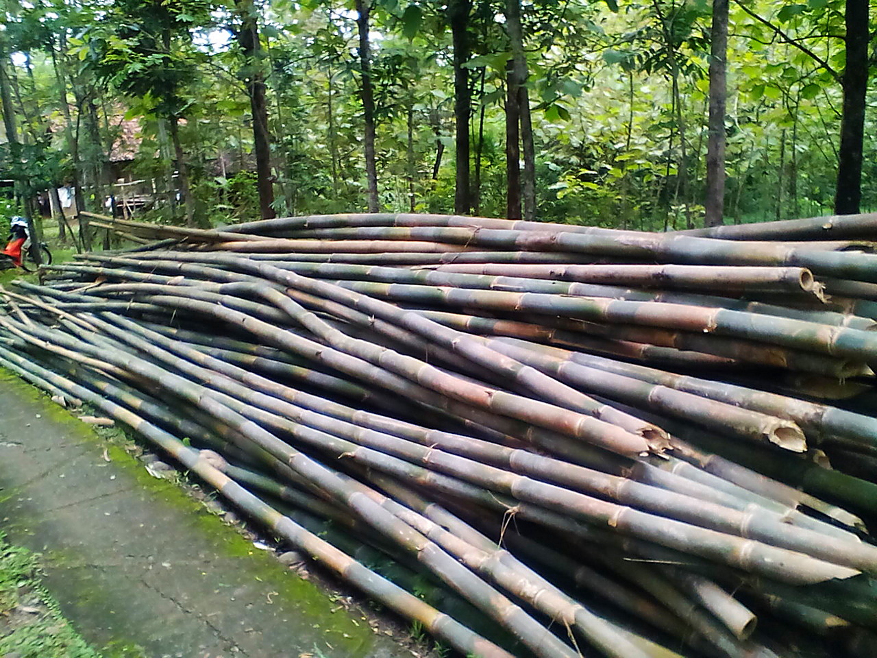 √ Harga Bambu Per Batang Sesuai Jenis And Ukuran 2024 4220